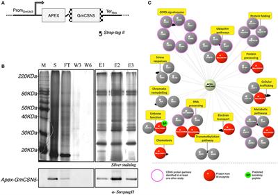 Meloidogyne incognita PASSE-MURAILLE (MiPM) Gene Encodes a Cell-Penetrating Protein That Interacts With the CSN5 Subunit of the COP9 Signalosome